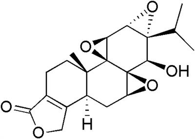 Triptolide Induces Apoptosis Through Fas Death and Mitochondrial Pathways in HepaRG Cell Line